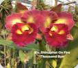 Rlc. Shinaphat on Fire Thousand Sun